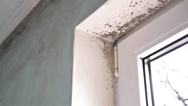 Best Mold Damage Restoration  in Morrisonvle, IL